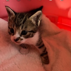 ⚽️🐈‍⬛キジ白さん🐈‍⬛⚽️