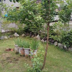 果樹　林檎の木の画像