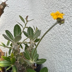 【20%オフ　6/15】【4枚目写真追加5/24】パキポディウム　デンシフローラム？　塊根植物　多肉植物　観葉植物　今年　開花　ビザールプランツ　グリーンの画像