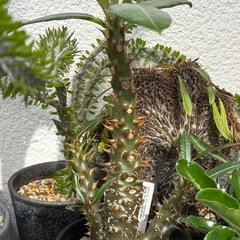 【3枚目　写真追加　5/24】パキポディウムバロニー　希少　塊根植物　観葉植物　ビザールプランツ　生活雑貨 家庭用品 ガーデニングの画像