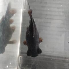 出目金フナ尾2歳約7㌢の画像