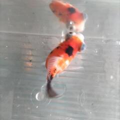 出目金フナ尾2歳約7㌢の画像