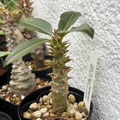 パキポディウム　バロニー　観葉植物　塊根植物　多肉植物　ビザール...