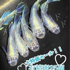 【直接取引】ドラゴンブルー卵 25個＋a保証 分めだかメダカ稚魚...