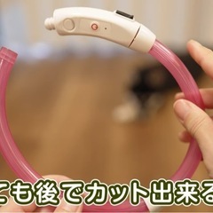 ワンちゃん🐕光る首輪の画像