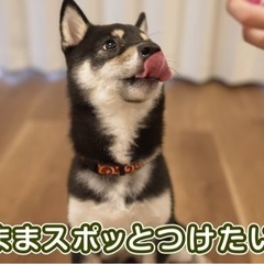 ワンちゃん🐕光る首輪の画像