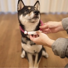 ワンちゃん🐕光る首輪の画像
