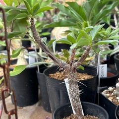 フォークエイリア　ディグエッティ　観葉植物　塊根植物　多肉植物　...