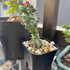 ユーフォルビア　ホリダ　観葉植物　塊根植物　多肉植物　ビザールプ...