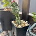 ランキングキーワードに紐づく投稿画像-観葉植物