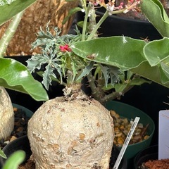ヤトロファ　カタルティカ　ベルランディエリ　観葉植物　塊根植物　...