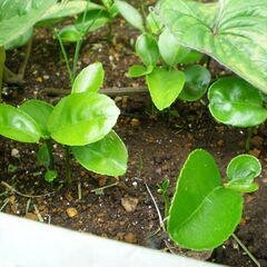🌱 金冠 キンカン 苗 🌱 ③