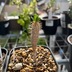ランキングキーワードに紐づく投稿画像-観葉植物