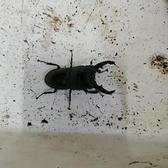 本土ヒラタクワガタ