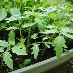 🌱 トマト 苗 🌱 ②