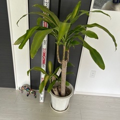 ドラセナマッサンゲアナ