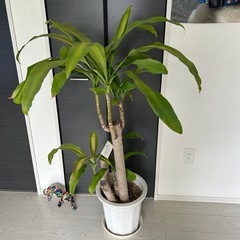 ドラセナマッサンゲアナの画像