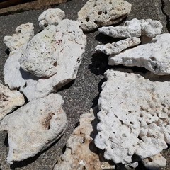 【サンゴ、デスロックお譲りします】