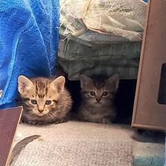 【急募】保護子猫（生後4週程）のずっとの家族さん募集！！