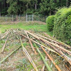 竹ウッドチップ　伐倒済　竹　持ち帰り放題　薪　キャンプ薪の画像