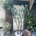 ランキングキーワードに紐づく投稿画像-観葉植物