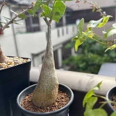 【写真追加】ゲランタルサス　マクロザリス　観葉植物　塊根植物　つる性　生活雑貨 家庭用品 ガーデニングの画像