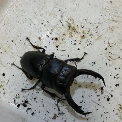 テイオウヒラタの画像