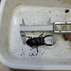 テイオウヒラタ