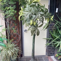 大型フェイクグリーン🪴（パキラタイプ）１８０センチ　枯れない観葉植物🪴
