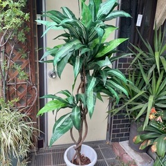 大型フェイクグリーン（ドラセナタイプ）１７０センチ　枯れない観葉植物🪴