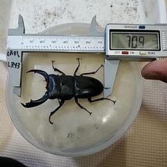 テイオウヒラタの画像