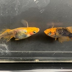竜章鳳姿（リュウショウホウシ）　メダカの画像