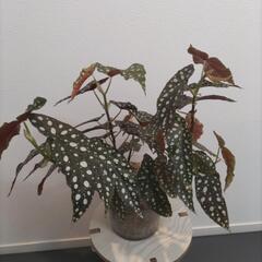 観葉植物 ベゴニア マクラータ
