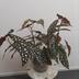 ランキングキーワードに紐づく投稿画像-観葉植物