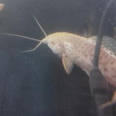 熱帯魚