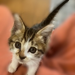 甘えん坊🐈生後2.3ヶ月 キジトラ白 オス