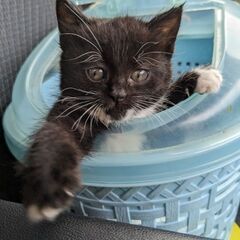 かわいく元気な子猫ちゃんのお家を探しています