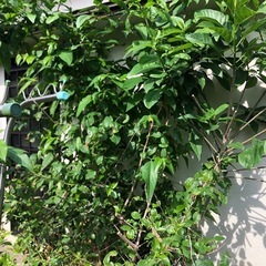 草刈り作業 