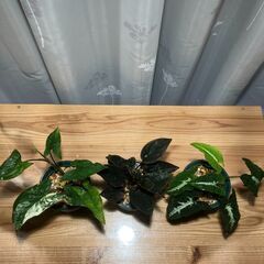 観葉植物 シンゴニウム3種セット②の画像