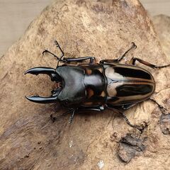 ゼブラノコギリクワガタ　ルソンエンシス　ペア