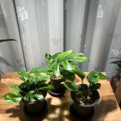 観葉植物 ヒメモンステラ②