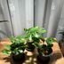 ランキングキーワードに紐づく投稿画像-観葉植物