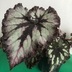 ランキングキーワードに紐づく投稿画像-観葉植物