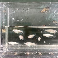 メダカ：スズラン　ヒレ長　ショートボディ
の画像