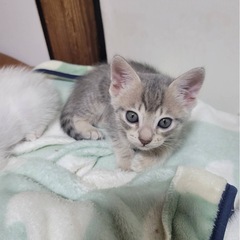 子猫