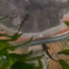 アカハライモリ幼体の画像
