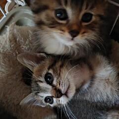 愛くるしい生後1ヶ月の子猫
