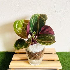 カラテア　観葉植物　ハイドロカルチャー