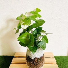 へデラ　ハートへデラ　観葉植物　ハイドロカルチャー