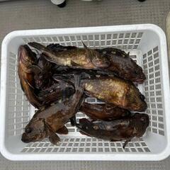 【釣り仲間募集】名古屋港にてボートフィッシング！